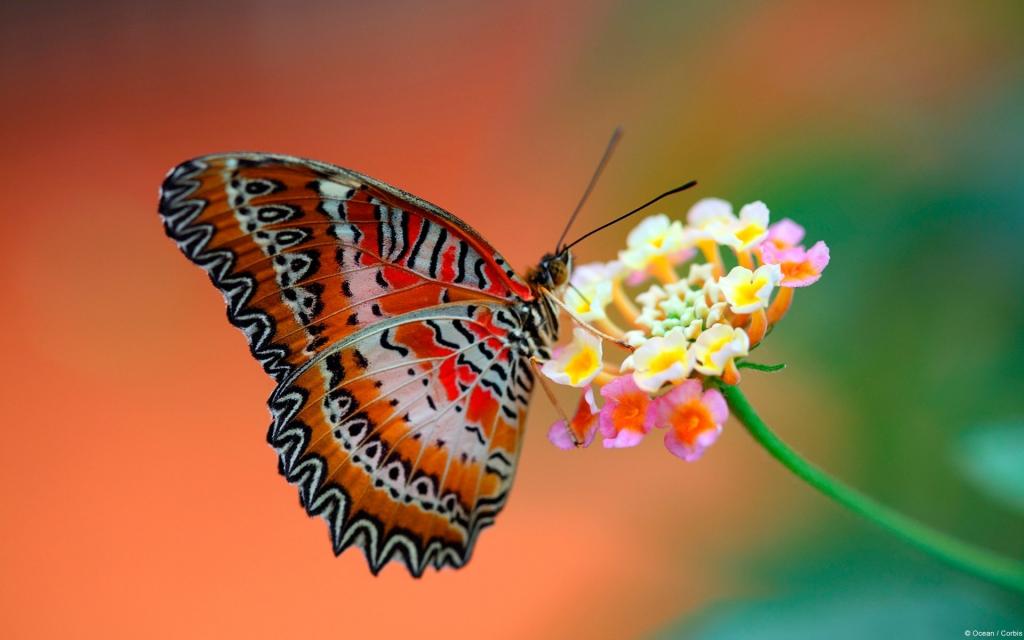 在花丛中的美丽的蝴蝶