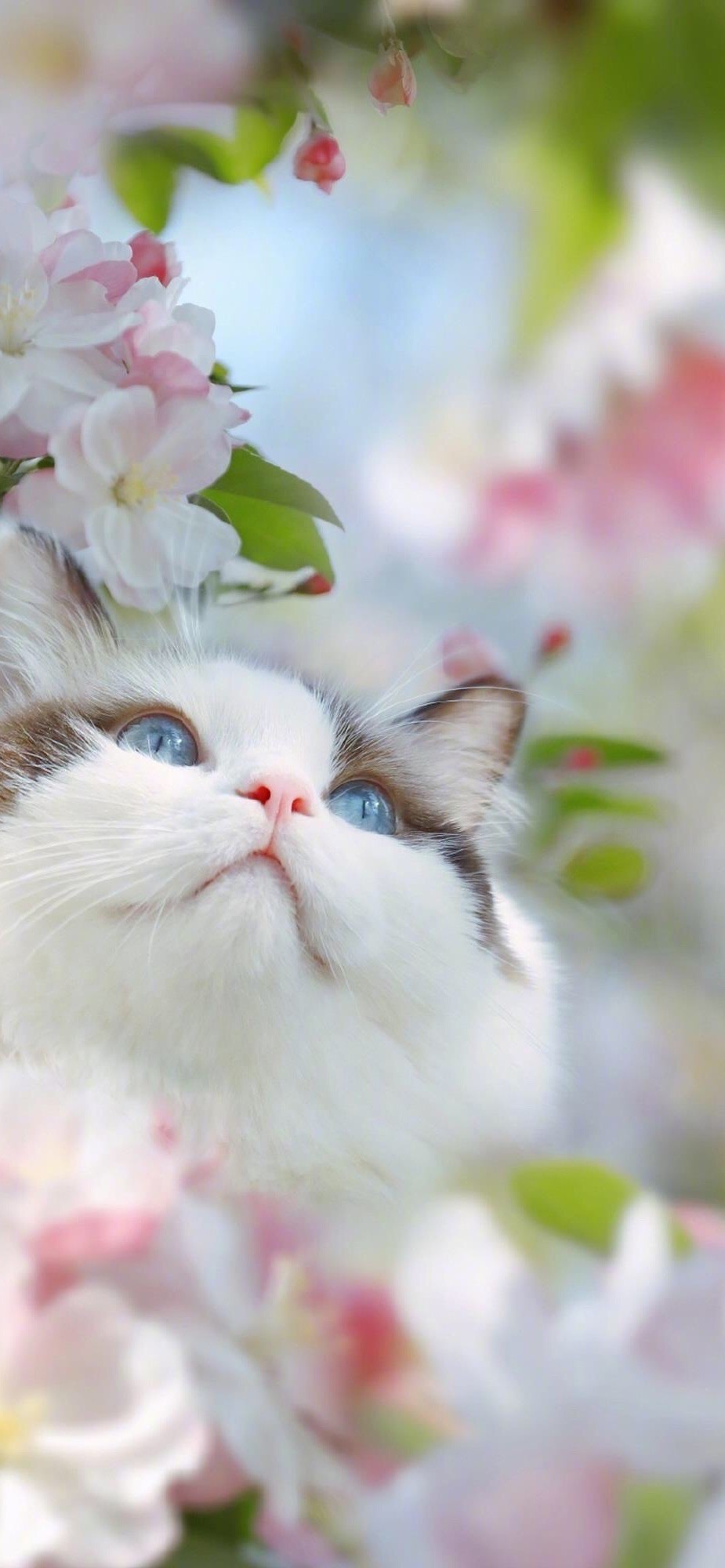白色桃花下的小猫咪图片