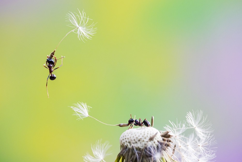 蚂蚁的飞行方式