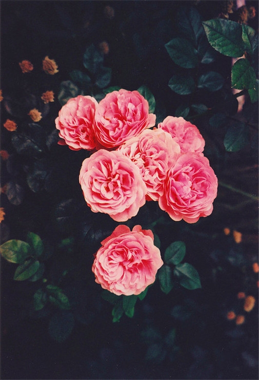 唯美花朵意境图片 最美丽的花儿