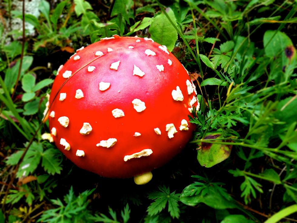 红色毒蝇伞毒蘑菇图片
