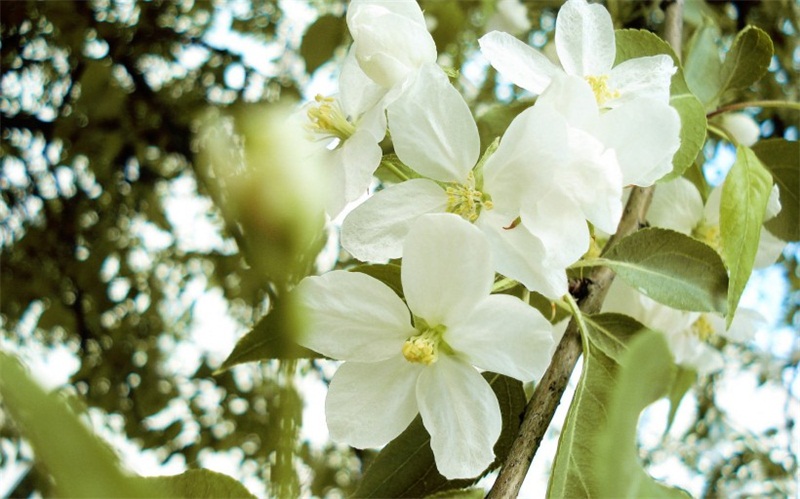 唯美小清新花卉美丽洁白苹果花高清图片