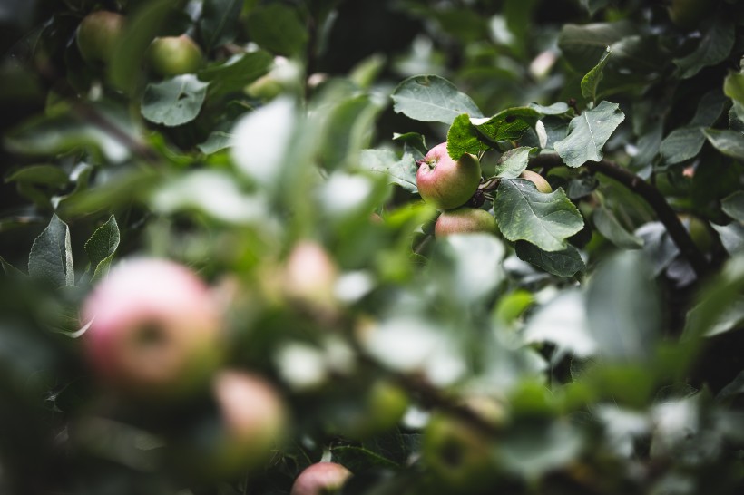 精选清甜营养的苹果高清摄影图片