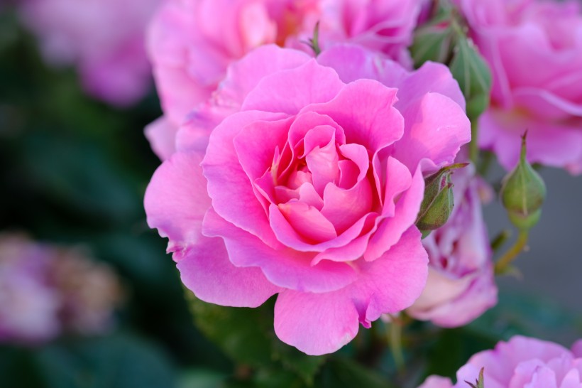 色泽亮丽迷人的粉玫瑰高清摄影图片