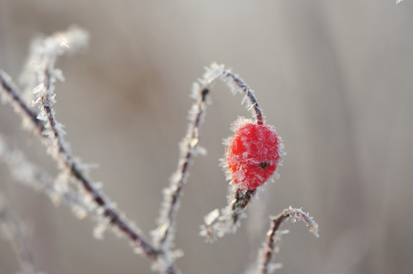 唯美摄影下的冬季挂霜红果高清图片