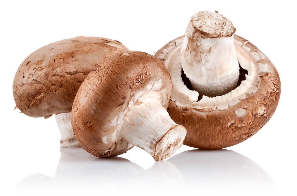 可以食用的野生蘑菇摄影图专辑套图