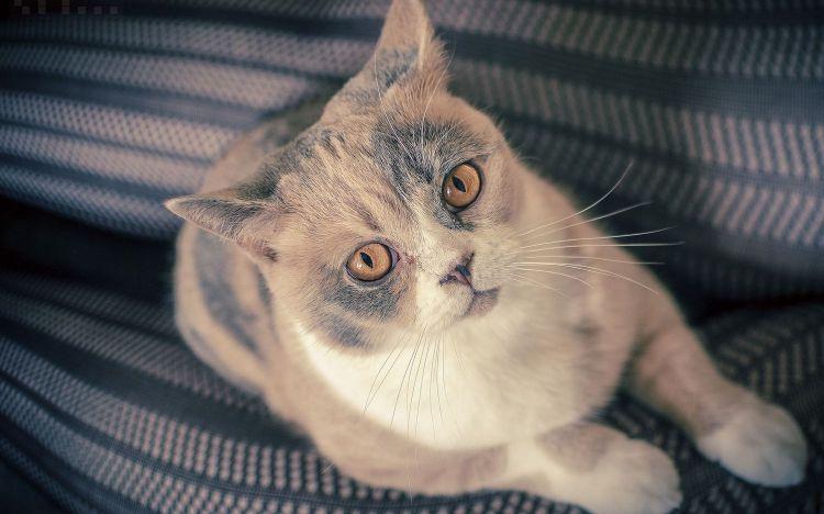 大眼睛的可爱美国短毛猫动物高清图片