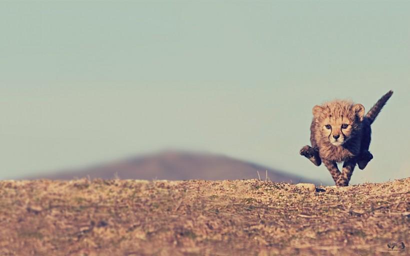 飞速疾驰的矫健猎豹摄影写真图片
