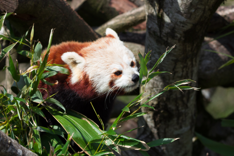 超萌超可爱的野生小熊猫摄影图片