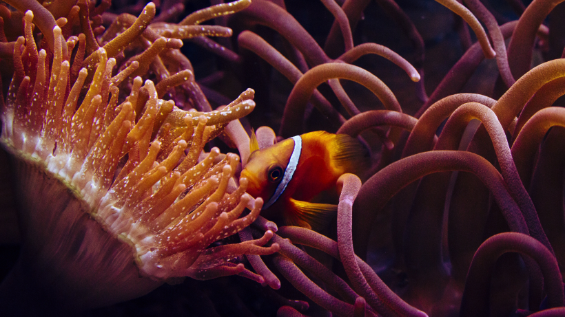 在珊瑚丛中遨游的热带咸水鱼小丑鱼图片