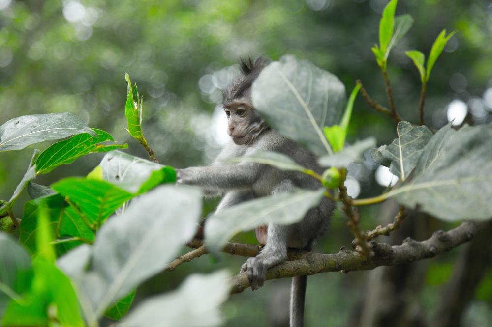 在树上的小猴子超可爱高清动物图片