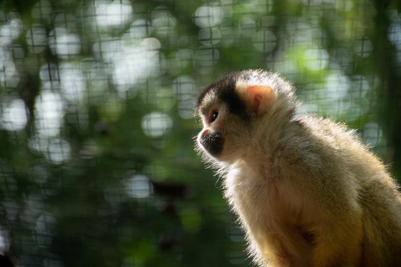 乖巧灵动的松鼠猴小型猴类动物图片