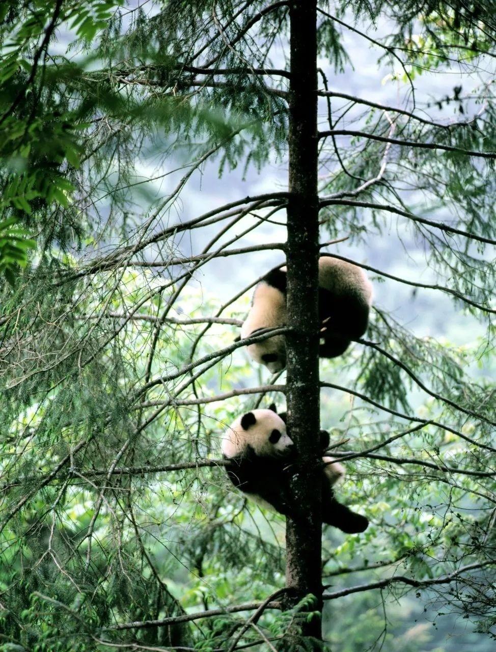 攀爬在树上的两只小熊猫精选高清图片