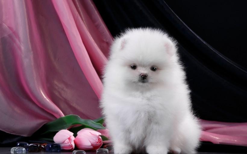 种类丰富的白色斯皮茨犬超可爱动物图片
