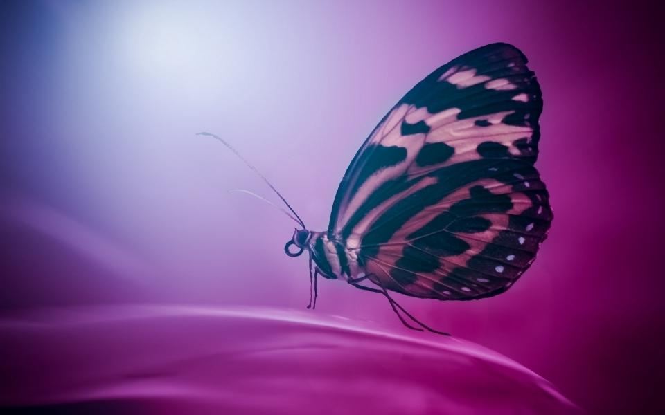 神奇大自然中颜色各异的蝴蝶真实高清图片