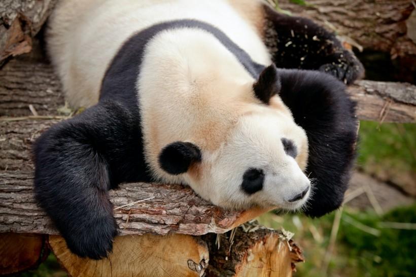 中国国宝大熊猫萌蠢可爱高清图片