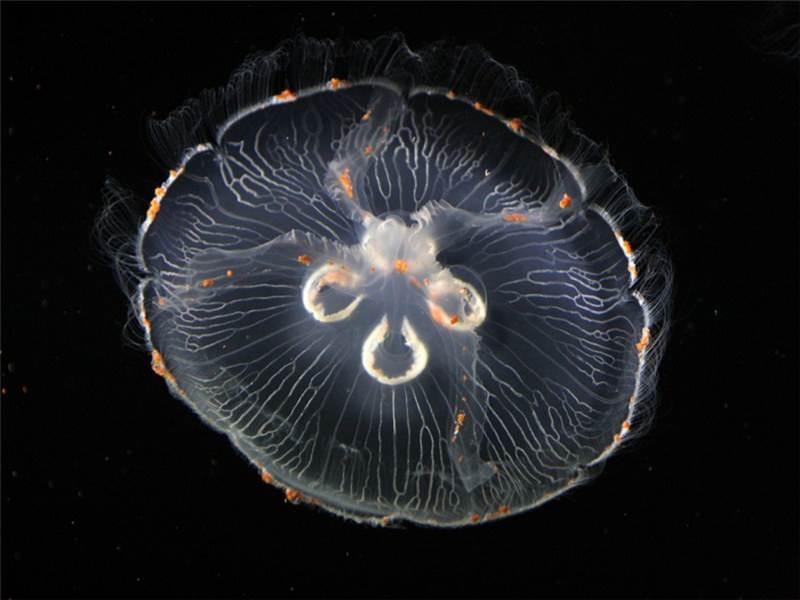 非常漂亮的透明水母高清唯美图片