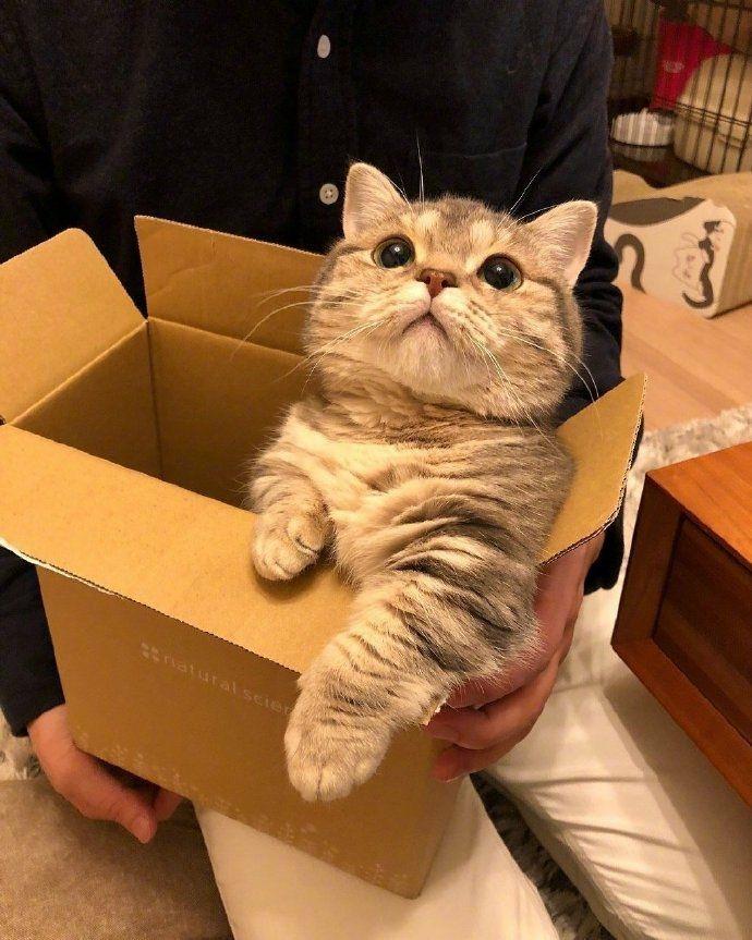 放在纸箱子里的猫咪可爱图片大全