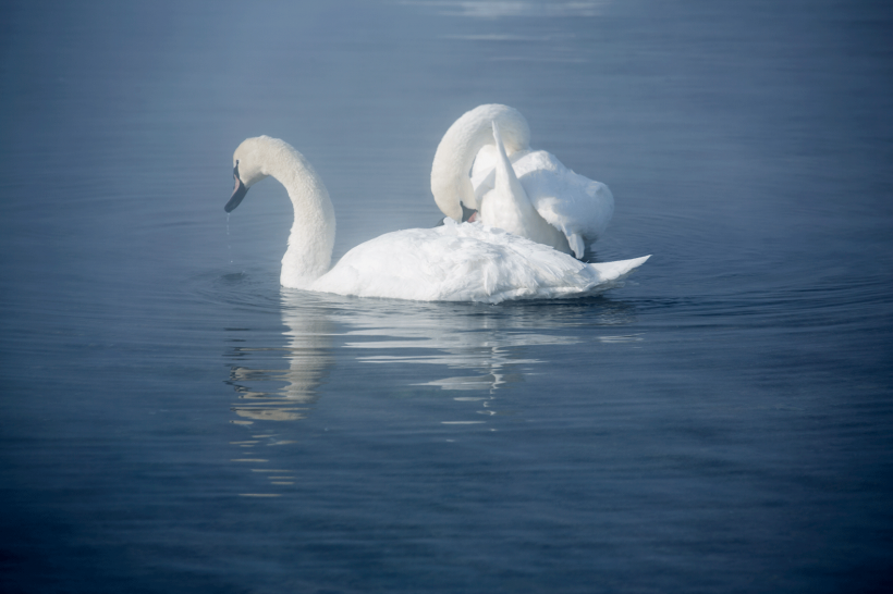湖中洁白高贵的白天鹅朦胧唯美图片