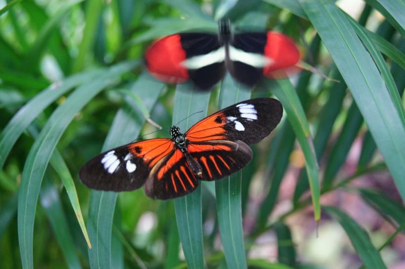 自然界中有着绚丽外表的蝴蝶高清图片