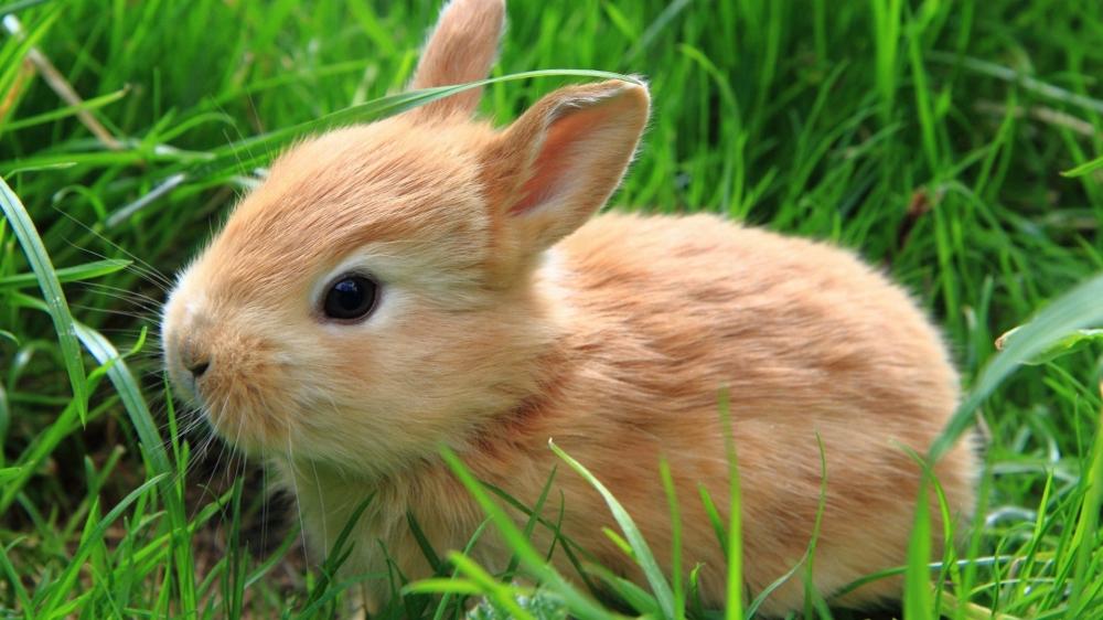 萌萌哒的兔兔可爱萌宠摄影图片
