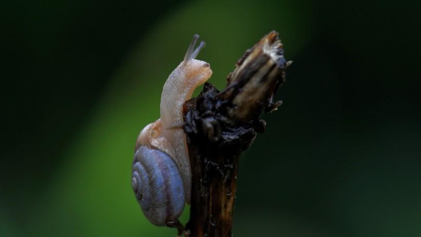 蜗牛微距镜头下的摄影图片合集