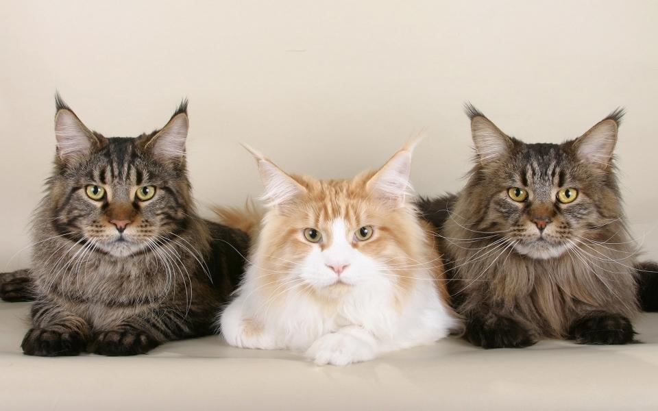 三只长毛猫咪可爱萌宠高清动物壁纸