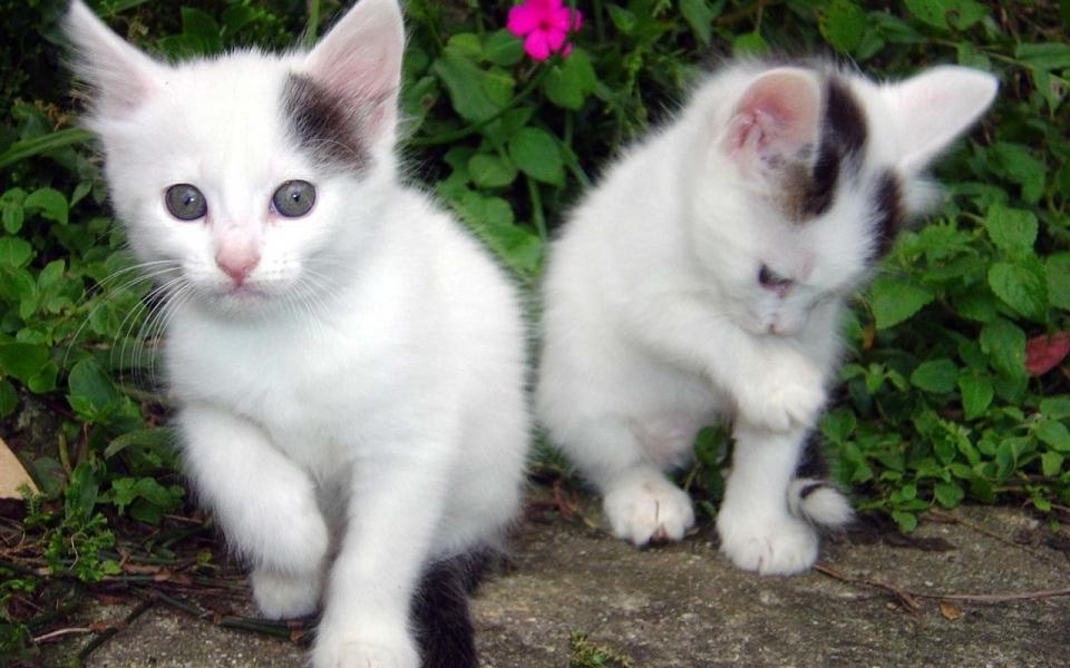 白色小奶猫的耳朵尖尖可爱图片