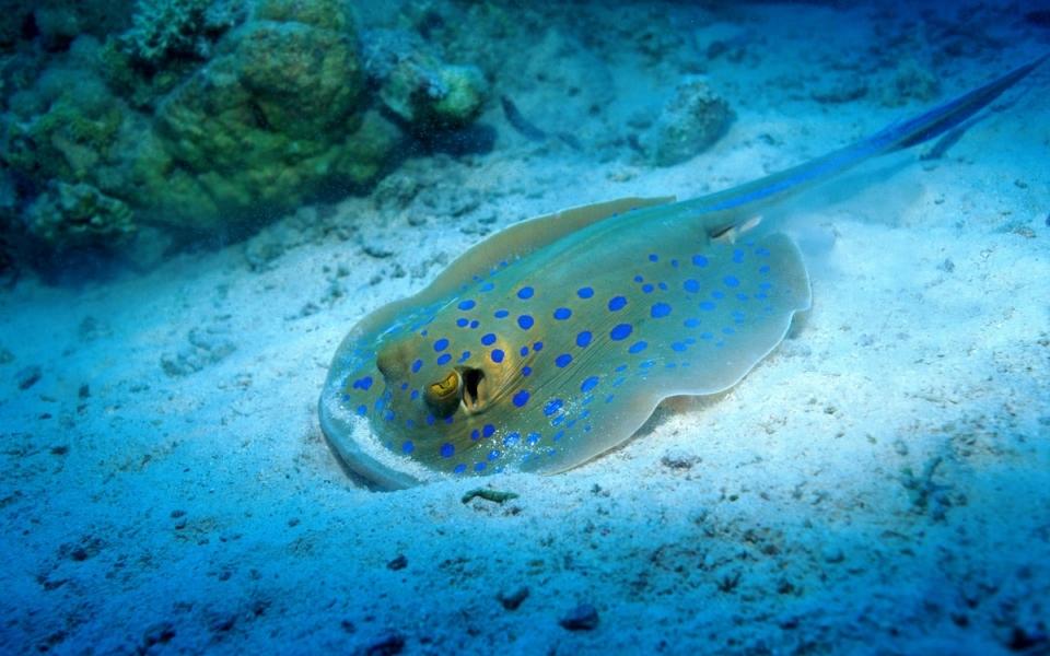 海底世界样子奇特的鱼唯美可爱图片
