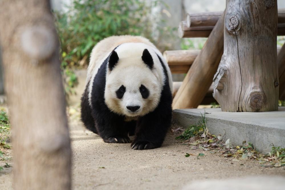 "国宝"大熊猫们的日常生活照高清壁纸