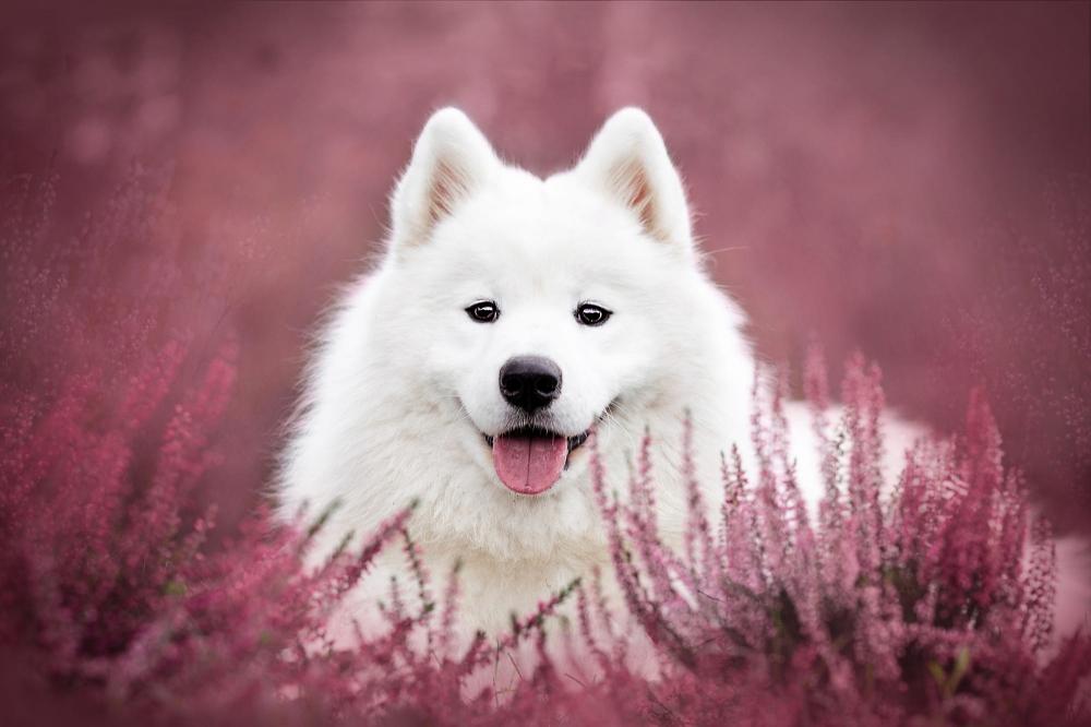 微笑天使萨摩耶犬乖巧可爱动物图片