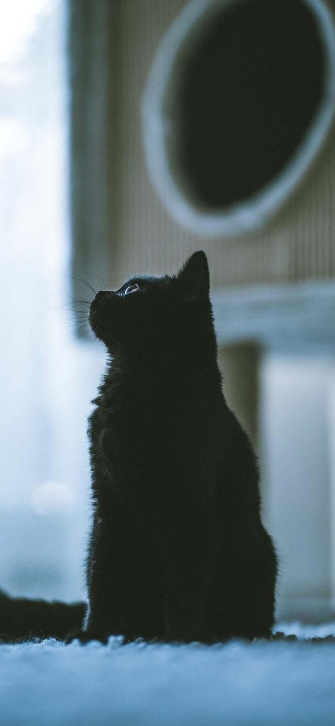 可爱的纯黑色猫猫摄影图片合集