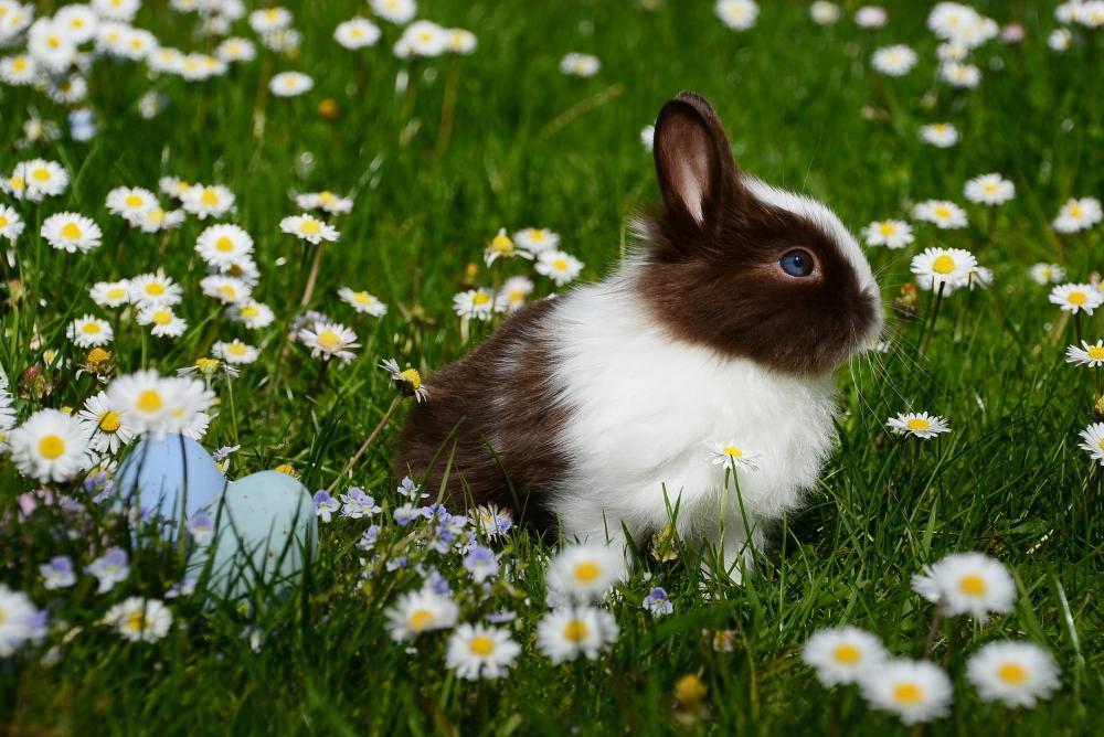 哺乳动物兔子高清特写自然生态摄影图片