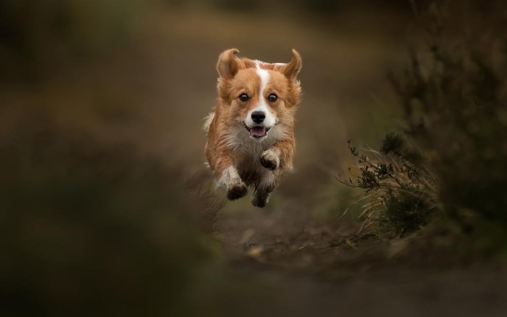 可爱呆萌的威尔士柯基犬生态摄影图片