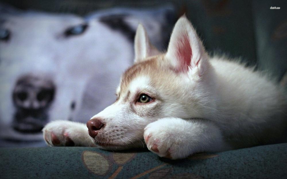 可爱萌宠西伯利亚雪橇犬图片合集