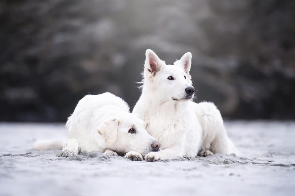 呆萌可爱的白色瑞士牧羊犬生态摄影图片