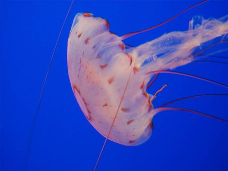粉红色透明水母实拍动物高清图片