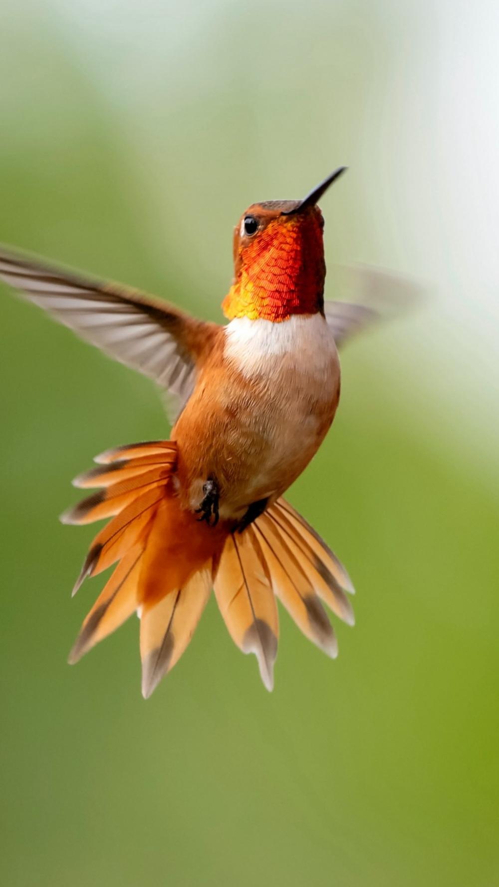 展翅飞翔的娇小蜂鸟超清延时摄影鸟类图片