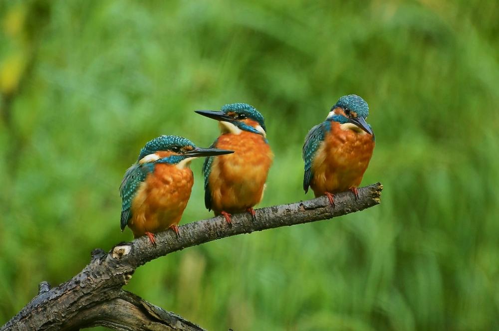 可爱小动物翠鸟高清特写自然生态摄影照片