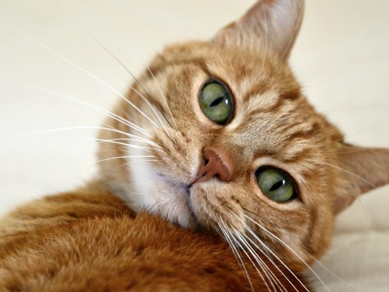 不同种类的可爱小猫咪高清脸部特写图片