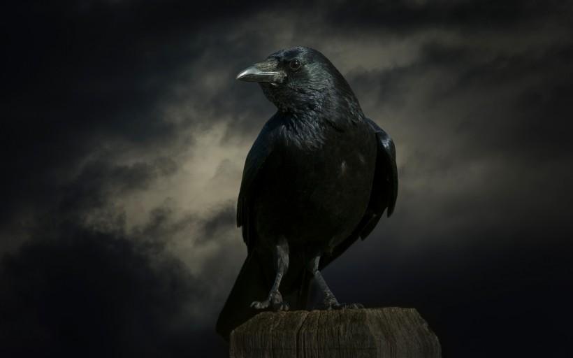 森林草原鸟类乌鸦户外活动自然生态摄影图片