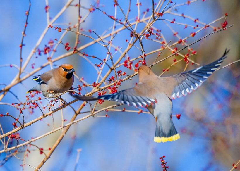 可爱鸟类动物太平鸟户外活动生态摄影图片
