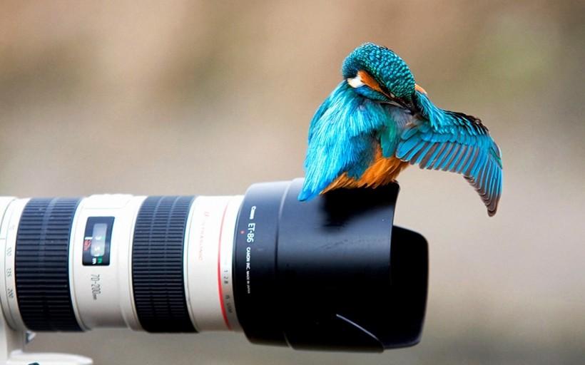 中型水鸟翠鸟户外活动生态摄影图片