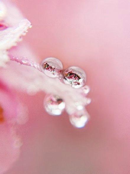 晶莹剔透的粉色小花朵植物高清照片