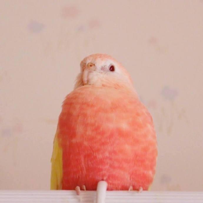 又粉又嫩的伯克氏草原鹦鹉生态摄影图片