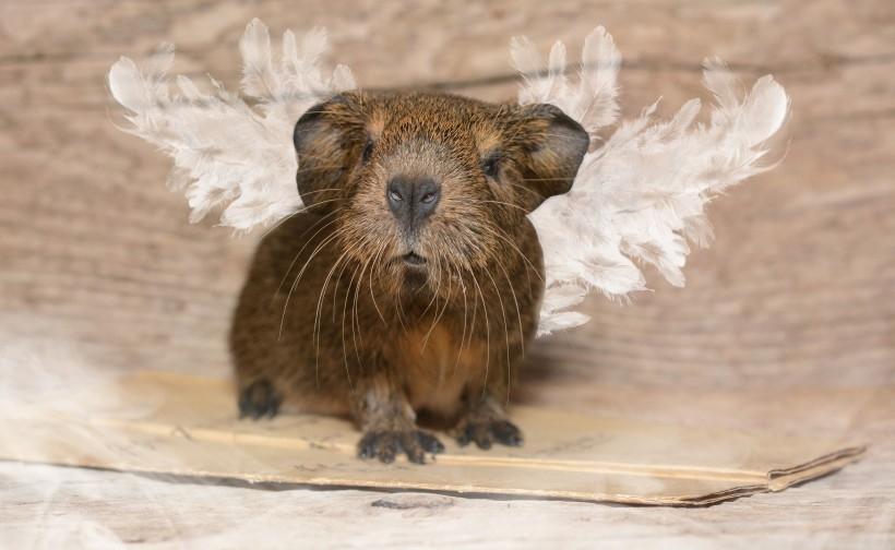 小巧可爱毛茸茸的豚鼠高清动物图片