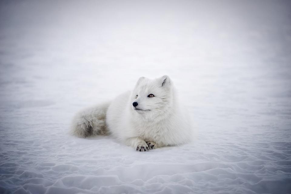 优雅高贵的北极狐户外活动自然生态摄影照片