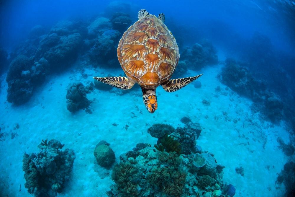 湛蓝色海洋中的海龟唯美图片合集