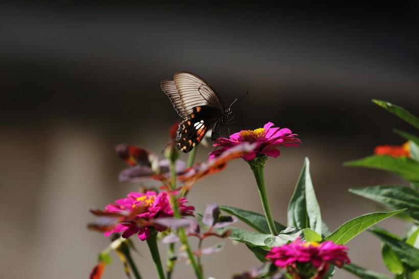 在花丛中飞舞的蝴蝶高清特写生态摄影图片