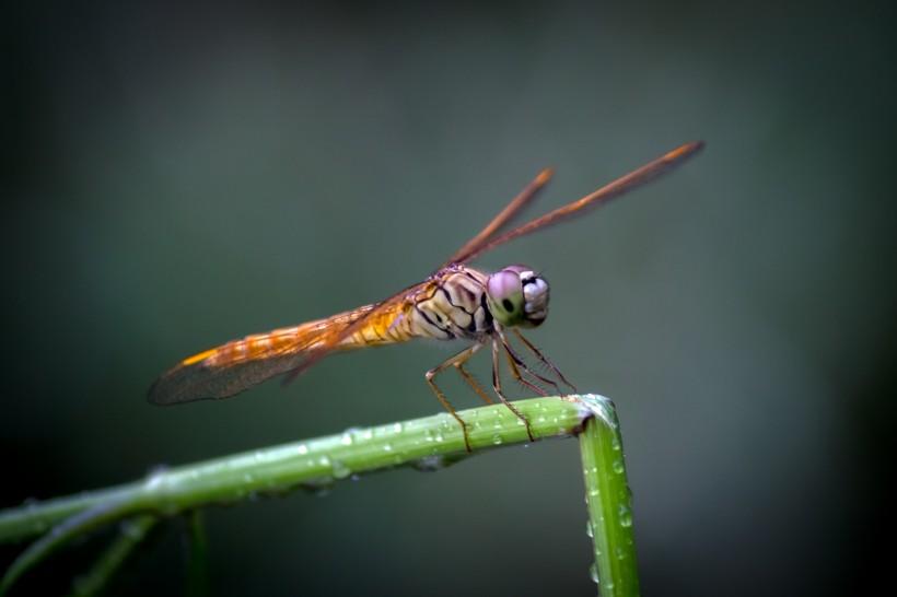 食肉性昆虫蜻蜓高清特写生态摄影